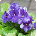 Fleurs
