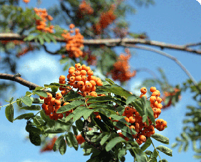 sorbier